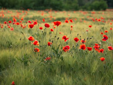 Çavdar tarlasında kırmızı haşhaş çiçekleri. Kırmızı tomurcuklu yeşil bitkiler. Yazın güzel ve narin çiçekler.