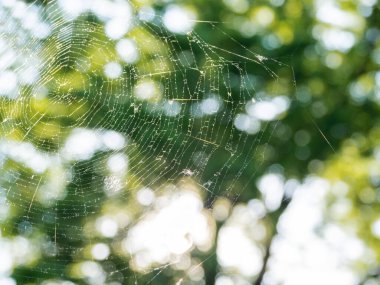 Yaz günbatımında büyük kırılgan örümcek ağı. Arka plan olarak odaksız yeşil yapraklar. Güneş taze ağaç yapraklarının arasından parlıyor..
