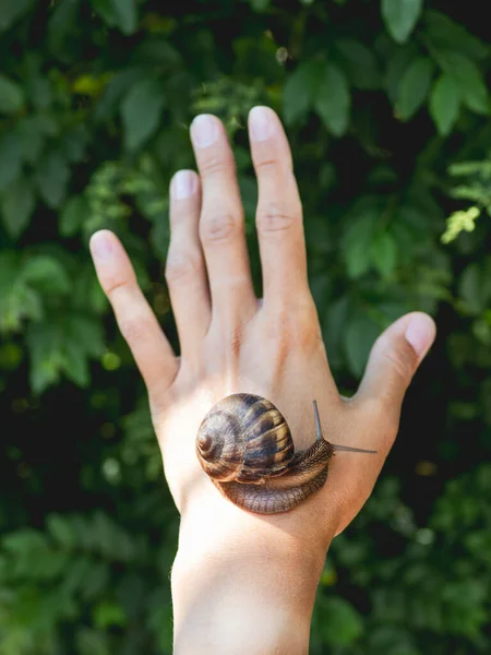 Woman hand with live snail on green foliage background. Shelled gastropod crawls on human palm. Symbol of nature exploration, unity of people and nature.