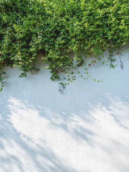 Lacy Shadows Trees Bushes White Wall Abstract Background Concrete Texture — Stock Photo, Image
