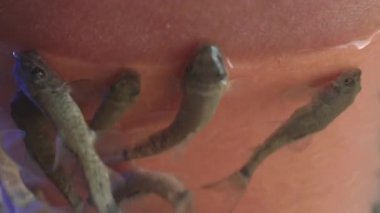 Kadın elini Red Garra ya da Garra Rufa balıklarıyla akvaryuma sokuyor. Ya da Doktor Balık ya da Kemirgen Balığı olarak da bilinir. Turistler için spa merkezi.