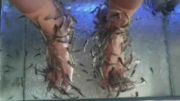 Woman puts her feet in aquarium with Red Garra or Garra Rufa fishes also known as Doctor Fish or Nibble Fish. Spa attraction for tourists. — Stock Video