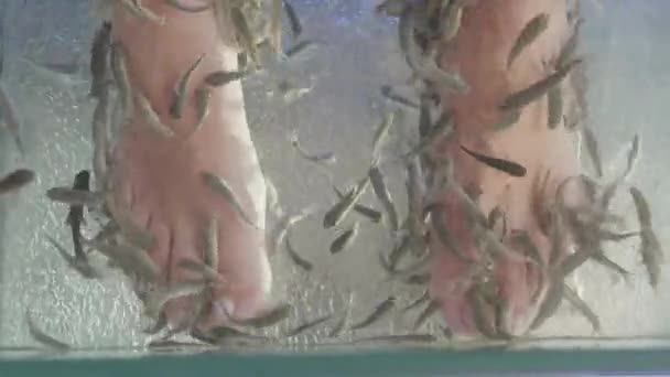 Kvinna sätter sina fötter i akvarium med Red Garra eller Garra Rufa fiskar även känd som Doctor Fish eller Nibble Fish. Spa attraktion för turister. — Stockvideo