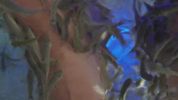 Женщина кладет ноги в аквариум с рыбками Красной Гарры или Гарра Руфы, также известными как Доктор Рыба или Рыба-Зуб. Спа аттракцион для туристов. — стоковое видео