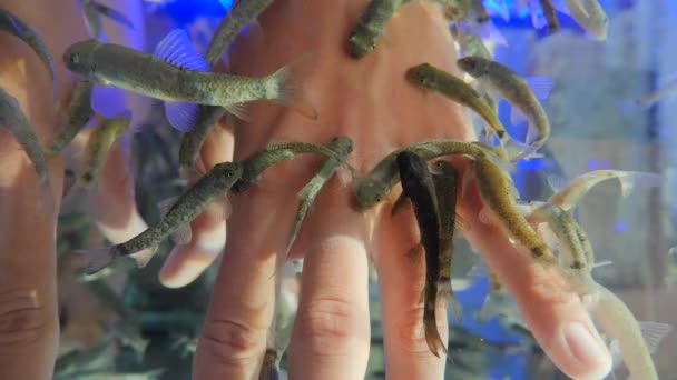 Kvinnen legger hendene sine i akvarium med Red Garra eller Garra Rufa fisker også kjent som Doctor Fish eller Nibble Fish. Spa-attraksjon for turister. Langsom bevegelse. – stockvideo