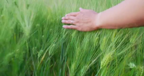 Vrouw raakt rode papaver bloemen aan op het veld van rogge. Groene planten met rode knoppen. Mooie en fragiele bloemen in de zomer. — Stockvideo