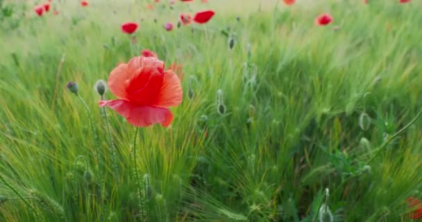 Vrouw raakt rode papaverbloem aan op het veld van rogge. Groene planten met rode knoppen. Mooie en fragiele bloemen in de zomer. — Stockvideo