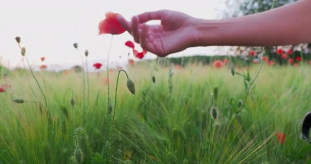 Vrouw raakt rode papaverbloem aan op het veld van rogge. Groene planten met rode knoppen. Mooie en fragiele bloemen in de zomer. — Stockvideo