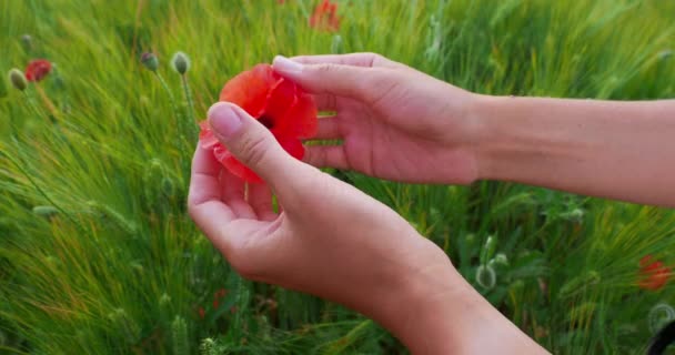 Vrouw raakt rode papaverbloem aan op het veld van rogge. Groene planten met rode knoppen. Mooie en fragiele bloemen in de zomer. — Stockvideo