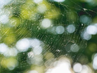 Yaz günbatımında büyük kırılgan örümcek ağı. Arka plan olarak odaksız yeşil yapraklar. Güneş taze ağaç yapraklarının arasından parlıyor..