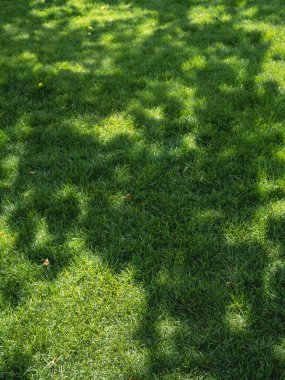 Taze yeşil çimlerde güneş ışınları. Baharın güneşli gününde çimenli doğal bir arka plan. Güneş yosunların üzerinde parlar ve ağaçların altındaki bitkiler.