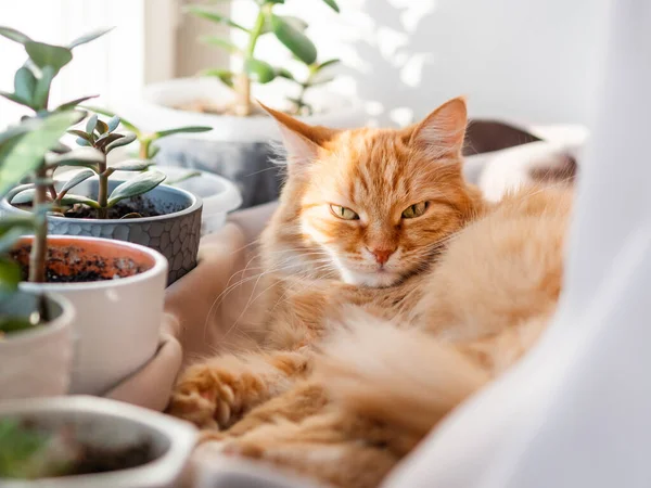 Gato Gengibre Bonito Deitado Peitoril Janela Entre Vasos Flores Com — Fotografia de Stock