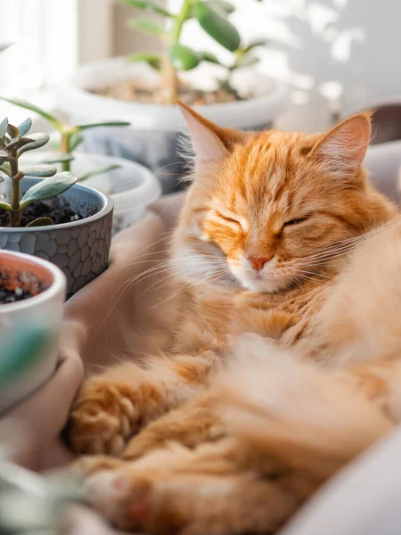 Gato Gengibre Bonito Deitado Peitoril Janela Entre Vasos Flores Com — Fotografia de Stock