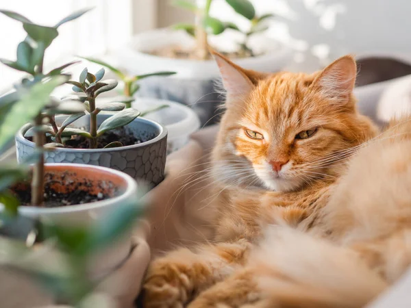 Gato Gengibre Bonito Dorme Soleira Janela Entre Vasos Flores Com — Fotografia de Stock