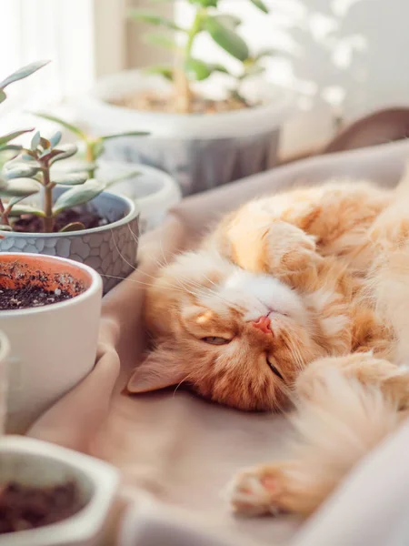 Söt Ingefära Katt Sover Fönsterbräda Bland Blomkrukor Med Krukväxter Fluffigt — Stockfoto