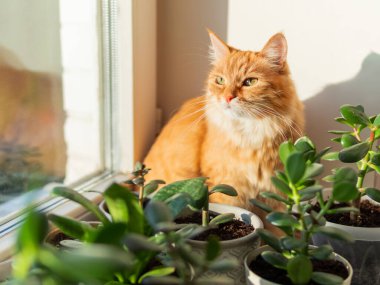 Sevimli kızıl kedi çiçek saksılarının arasında pencere pervazında oturur. Crassula bitkilerinin yakınındaki tüylü evcil hayvan. Güneş ışığıyla aydınlatılmış rahat bir ev.