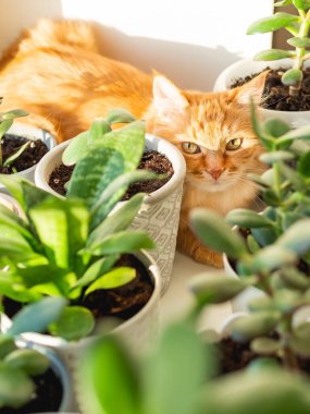 Çiçek saksılarının arasında, pencere pervazında duran sevimli kızıl kedi. Crassula bitkilerinin yakınındaki tüylü evcil hayvan. Güneş ışığıyla aydınlatılmış rahat bir ev.