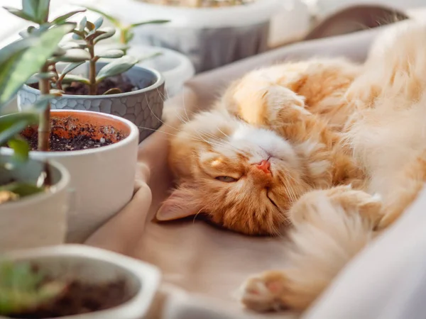 Gato Gengibre Bonito Dorme Soleira Janela Entre Vasos Flores Com — Fotografia de Stock