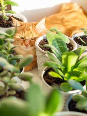 Çiçek saksılarının arasında, pencere pervazında duran sevimli kızıl kedi. Crassula bitkilerinin yakınındaki tüylü evcil hayvan. Güneş ışığıyla aydınlatılmış rahat bir ev.