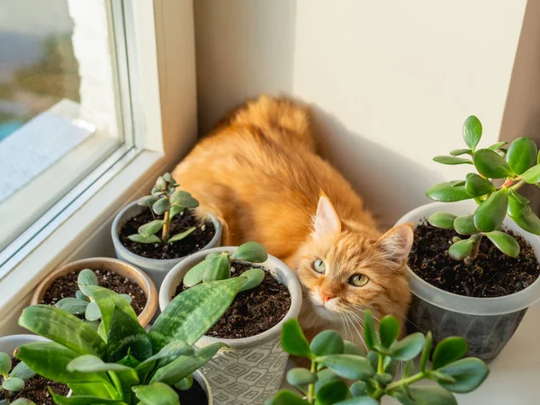 観葉植物と花器の間に窓枠に隠れてかわいい生姜猫 多肉植物の近くにふわふわの家畜 陽射しで照らされた居心地の良い家 — ストック写真