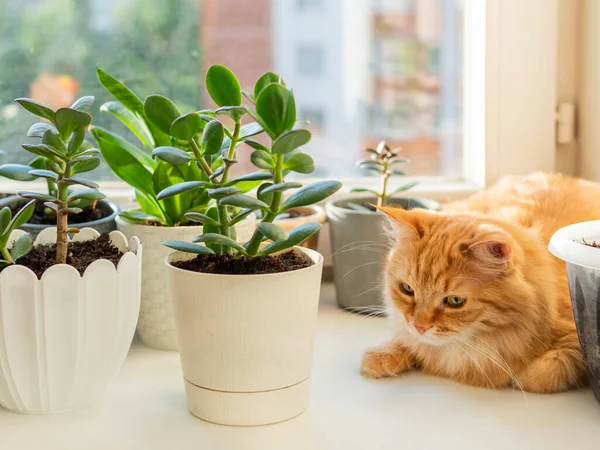 観葉植物のある花器の中に 窓辺に寝そべっている可愛い生姜猫 多肉植物の近くにふわふわの家畜 陽射しで照らされた居心地の良い家 — ストック写真