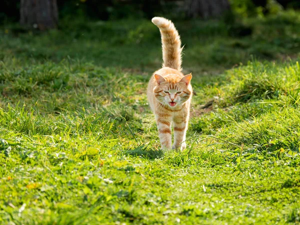 Cute Ginger Cat Walks Grass Park Free Range Cat Watches — Stock Photo, Image