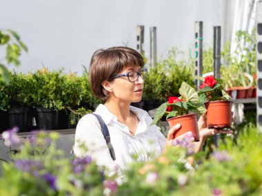 Kadın peyzaj için bitkileri seçiyor. Çiçekçide fideleri, çiçek açan bitkileri ve tohumları olan açık hava rafları. Açık hava tarım pazarı.