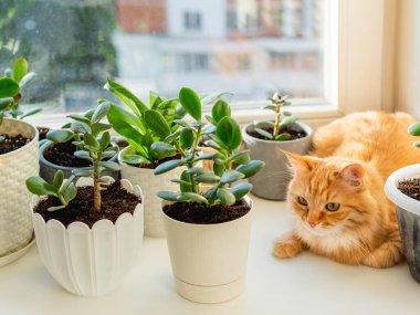 Çiçek saksılarının arasında, pencere pervazında duran sevimli kızıl kedi. Crassula bitkilerinin yakınındaki tüylü evcil hayvan. Güneş ışığıyla aydınlatılmış rahat bir ev.