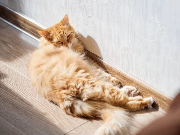 Aranyos Vörös Macska Alszik Fal Közelében Otthon Bolyhos Kisállat Szundikál — Stock Fotó