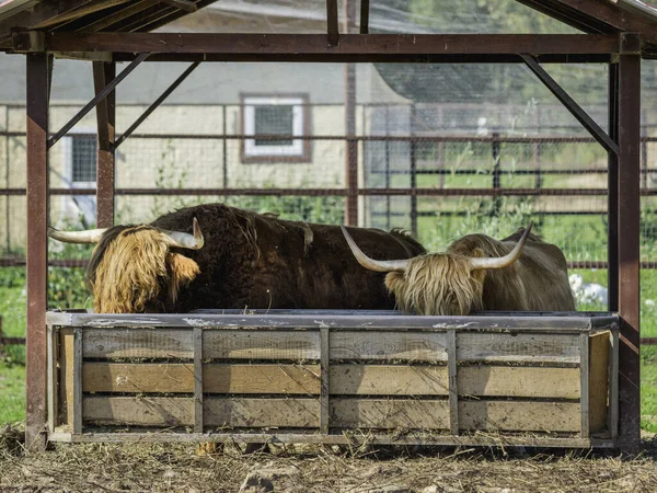 Highland Raza Escocesa Ganado Rústico Vaca Peluda Come Heno Paddock — Foto de Stock