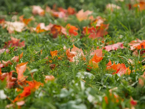 Herfstseizoen Heldere Kleurrijke Gevallen Esdoorn Bladeren Rode Oranje Herfstbladeren Groen — Stockfoto