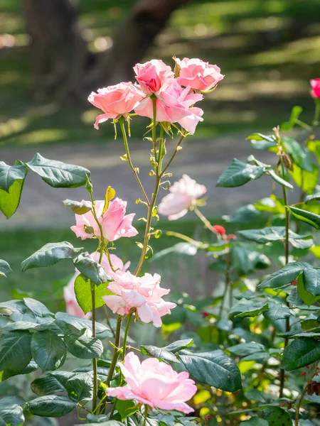 Mooie Roze Rozen Bij Zonsondergang Bloeiende Plant Tuin Schoonheid Natuur — Stockfoto