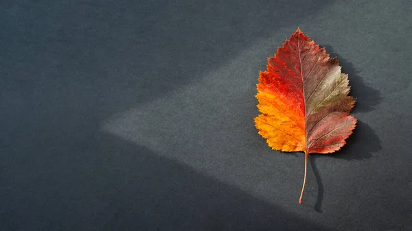 Hoja Otoño Brillante Colorida Sobre Fondo Negro Geometría Monocromática Con — Foto de Stock