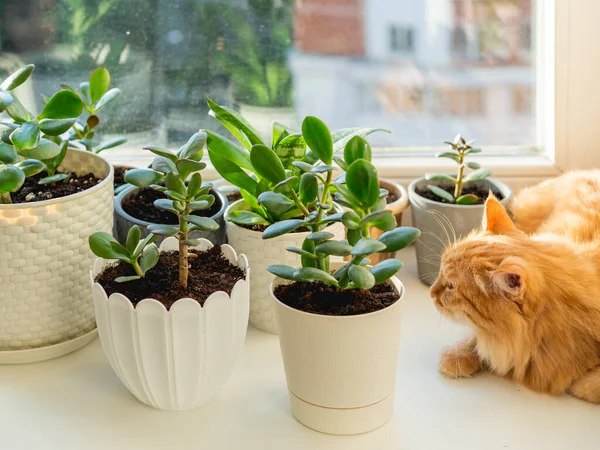 観葉植物のある花器の中に 窓辺に寝そべっている可愛い生姜猫 多肉植物の近くにふわふわの家畜 陽射しで照らされた居心地の良い家 — ストック写真