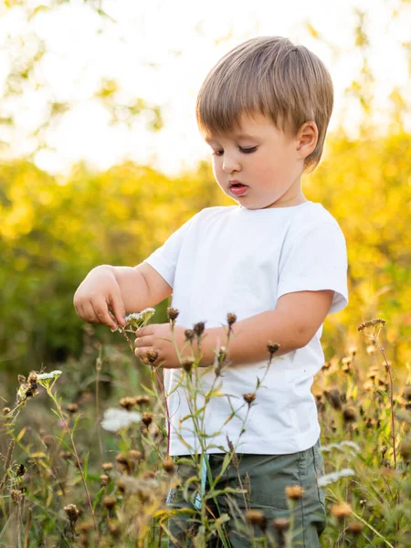 Kleinkind Erkundet Die Natur Netter Kleiner Junge Spielt Mit Blumen — Stockfoto