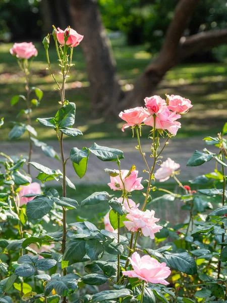 Красиві Рожеві Троянди Заході Сонця Цвітіння Рослини Саду Краса Природі — стокове фото