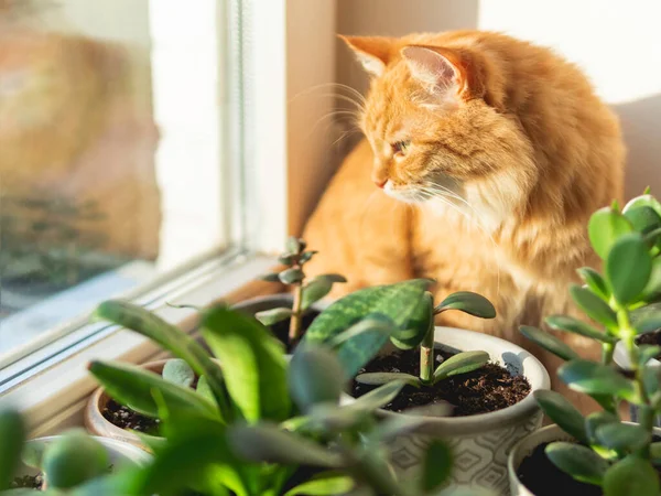 かわいい生姜猫が観葉植物と花器の間の窓辺に座っています 多肉植物の近くにふわふわの家畜 陽射しで照らされた居心地の良い家 — ストック写真