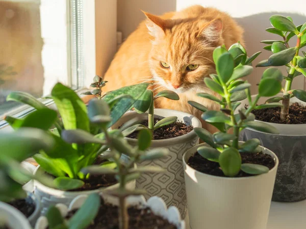 かわいい生姜猫が観葉植物と花器の間の窓辺に座っています 多肉植物の近くにふわふわの家畜 陽射しで照らされた居心地の良い家 — ストック写真