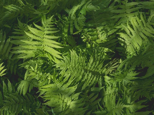 Fondo Natural Con Rayos Sol Sobre Gruesas Hojas Helecho Verde — Foto de Stock