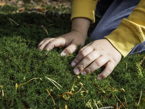 Малыш Исследует Природу Ребенок Трогает Пушистый Мох Летнем Лесу Развитие — стоковое фото