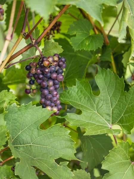 Druiven Groeien Aan Wijnstok Donkere Druiven Tussen Grote Groene Bladeren — Stockfoto