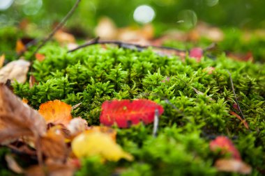 Natural autumn background - rock with bright green moss. Vyborg, Russia.