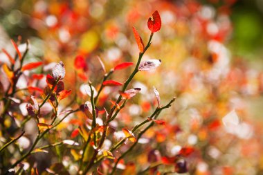 Sonbahar doğal arka plan - yeşil ve kırmızı yaprakların yakın fotoğraf.