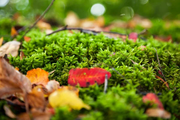 Natural autumn background - rock with bright green moss. Vyborg, Russia. — Stock Photo, Image