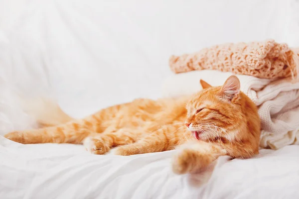 Ginger cat ligger nära en hög med beige ylle kläder på en vit bakgrund. Varma stickade tröjor och halsdukar är vikta i en hög — Stockfoto