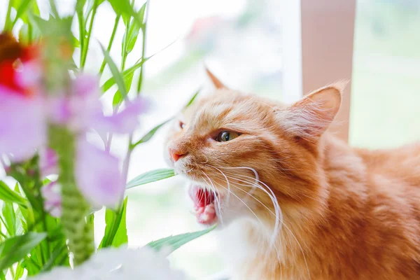 薄茶色の猫は、花束の花の葉をかじり。明るい背景は、居心地の良い朝自宅. — ストック写真