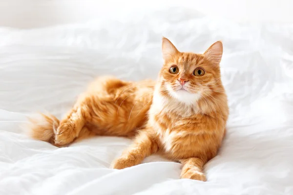 Ginger cat lies on bed. The fluffy pet comfortably settled to sl — Φωτογραφία Αρχείου