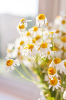 Camomiles güneş ışığı, buket. Sıcak yaz sabahı evde.