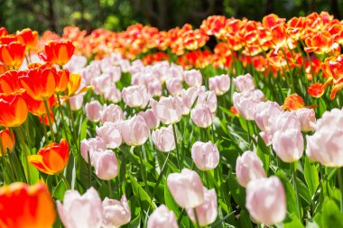 Lale çeşitleri ile doğal arka plan. Güneşli bir gün renkli çiçek açması çiçeklerle bahar arka plan.