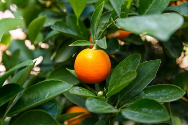 Citrofortunella microcarpa (calamondin). Yeşillik calamondin meyve ile doğal arka plan.